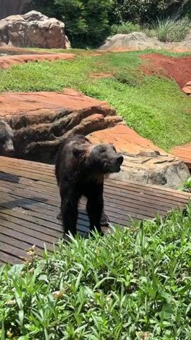 A brown bear is standing on a wooden platform. To its left is another brown bear. The bears are in an outdoor enclosure with rocks, grass, and water features. The first bear is shaking its head and appears to be wet. The second bear is looking to its left.