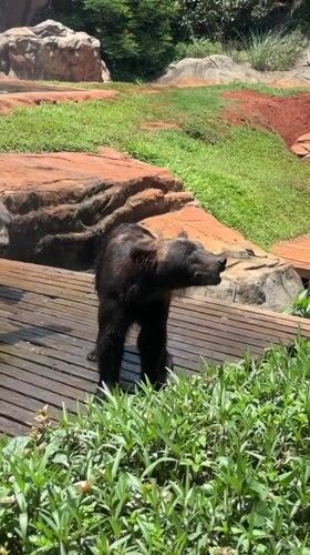 Bears active on platforms at Xiuying District enclosure