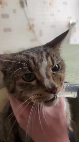A close-up shot shows a tabby cat held by a person who is administering liquid from a syringe into the cat’s mouth. The cat is mostly brown with white patches on its face and chest. The person's hand is visible holding the cat’s face. The syringe is held to the side of the cat’s mouth. The background is a blurry interior with patterned wallpaper and furniture.