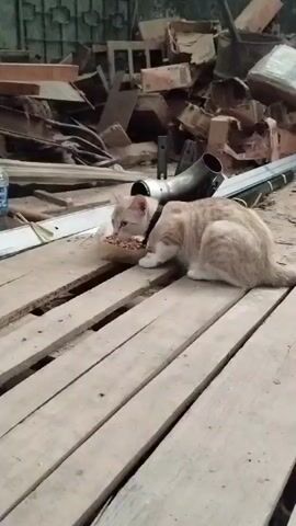A tabby cat wearing a black collar is eating from a bowl of kibble that is placed on a wooden surface. The cat is on the right side of the frame, facing towards the left. The background is cluttered with various debris, including cardboard boxes, wood scraps, and metal pipes, suggesting an outdoor or industrial setting. The lighting is dim and appears to be natural, possibly overcast.