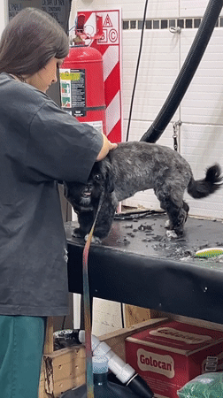 Woman grooms small fluffy dog in Buenos Aires