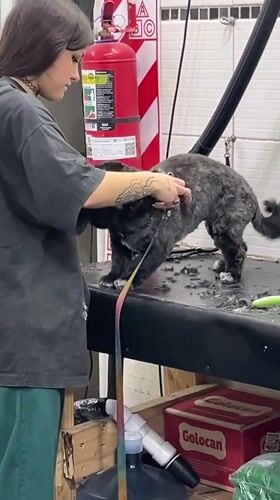 Woman grooms small fluffy dog in Buenos Aires