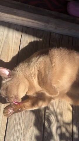 A light brown cat is lying on its back on a wooden surface. The cat is grooming its paw, licking it with its pink tongue. Sunlight casts shadows on the wooden planks.
