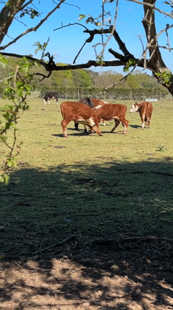 Calf nurses from mother cow in West Suffolk pasture