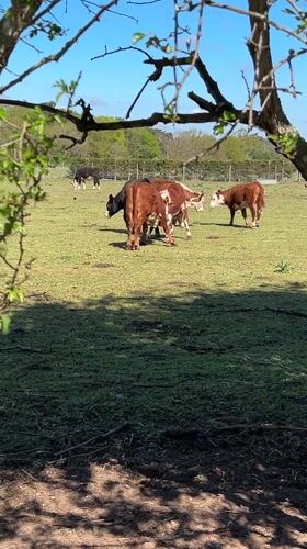 Calf nurses from mother cow in West Suffolk pasture