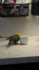Colorful parrot takes morning bath in teacup in Khimki