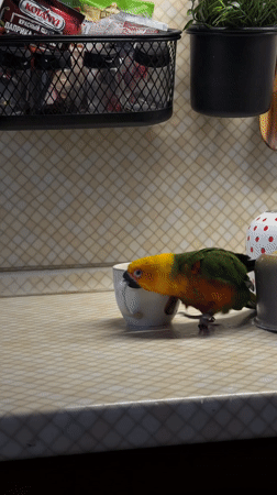 Colorful parrot takes morning bath in teacup in Khimki