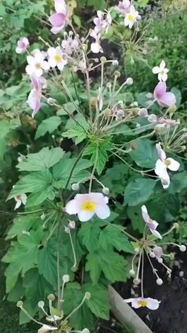 The video shows a close-up view of a flowering plant with delicate, pale pink and white petals and yellow centers. The plant has numerous unopened buds and some fully bloomed flowers. The leaves are a deep green and are deeply lobed. The background consists of other greenery and some dark soil, suggesting an outdoor garden setting. The camera movement is minimal, providing a steady view of the plant. The lighting suggests it may be daytime with overcast conditions.
