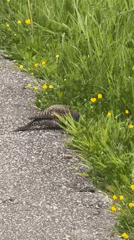 Bird forages near pathway in Surrey residential area