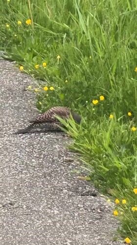 Bird forages near pathway in Surrey residential area