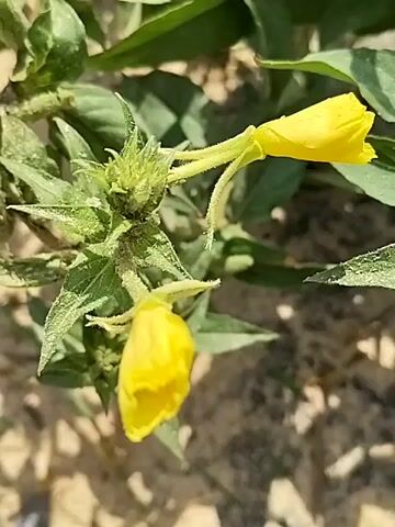 A close-up video shows a plant with green leaves and two yellow flowers. The flowers are tubular with four petals and are in various stages of development, one appearing to be a closed bud and the other a partially opened bloom. The plant appears to be growing in sandy soil.