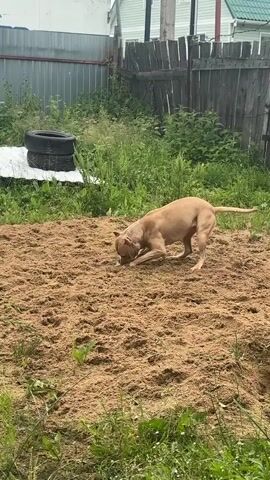 A tan pit bull terrier is playing in a pile of sawdust in a backyard. The dog is biting and shaking a small, light-colored object. In the background, there is a wooden fence, overgrown green grass, and some discarded tires. The dog appears to be alone in the yard.