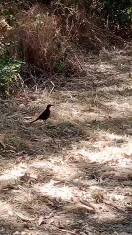 A bird stands on the ground covered with dry grass and leaves. The bird is dark brown. The background is blurred with foliage.
