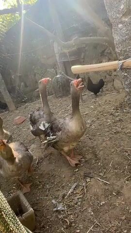 The video captures a group of domestic geese in a sunny outdoor enclosure with a dirt ground. One goose in the foreground, displaying grey-brown feathers and an orange beak, stands on the dirt and honks loudly with its beak wide open. Three other geese are visible behind it. In the mid-ground, several chickens are partially visible among the geese. A wooden pole, tied with string, is positioned vertically on the right side of the frame, next to a tree trunk. Bright sunlight streams from the upper left portion of the frame, creating a strong lens flare that obscures part of the background. The primary audio consists of the loud honking sounds from the geese.
