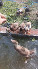 Backyard ducks and ducklings fed grapes at a small pool