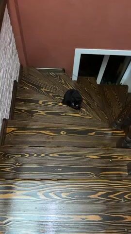 A black cat with yellow eyes is sitting on wooden stairs. The cat is facing the camera and its ears are perked up. The stairs have a dark wood grain pattern. In the background, a white railing is visible. There is also a dark reddish wall.
