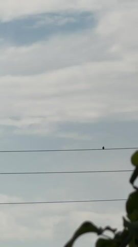 A silhouette of a bird in flight is visible in the lower left portion of the screen. It is flying from left to right. Three parallel wires are stretched across the frame. A small bird is perched on the topmost wire. In the background, the sky is filled with soft, white clouds against a pale blue expanse. In the lower right corner of the frame, a blurred green leaf is visible.