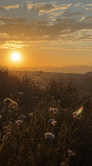 Golden hour on an LA hillside, dry brush and city views