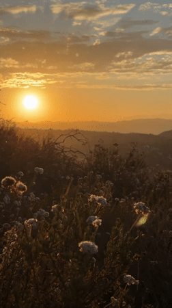Golden hour on an LA hillside, dry brush and city views
