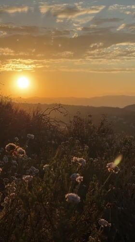 Golden hour on an LA hillside, dry brush and city views