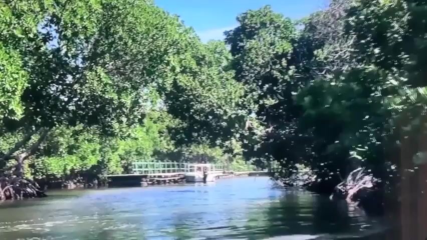 This media file shows a serene natural scene. The primary subject is a tranquil body of water, likely a river or canal, with gentle ripples reflecting the bright blue sky above. Lush green foliage, dominated by trees with dense canopies, lines both sides of the waterway, creating a natural tunnel effect. The trees appear to be a mix of species, with some featuring exposed root systems near the water's edge, suggesting a mangrove or similar environment.

In the distance, a man-made structure crosses the water. It appears to be a small bridge or a series of connected platforms with a railing, painted in a light green color. A small white boat is docked or tied near the structure, indicating the presence of human activity in this otherwise natural setting. The boat and the platform suggest a point of access or a resting spot within the waterway.

The time of day appears to be daytime, likely morning or afternoon, given the bright sunlight casting dappled shadows and illuminating the water. The weather seems pleasant and sunny, with a clear sky visible through the trees. The overall mood of the scene is peaceful and tranquil, evoking a sense of natural beauty and calm.

While the location is specified as Valladolid, Spain, there are no immediate visual cues within the frame that definitively confirm this specific Spanish locale. The natural elements are generic enough to be found in various tropical or subtropical regions. There is no visible text within the media file. The activity is simply the quiet passage through this natural waterway, with the subtle presence of human infrastructure.