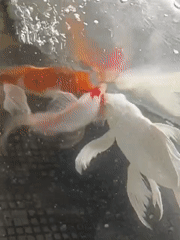 Koi fish in a tank at a mosque in Indonesia