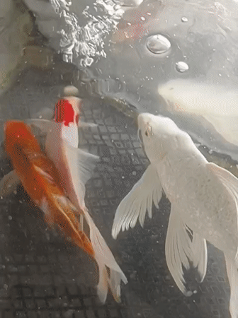Koi fish in a tank at a mosque in Indonesia