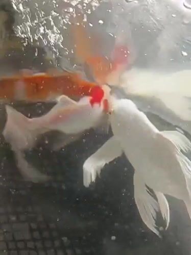Koi fish in a tank at a mosque in Indonesia