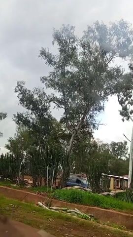 The video shows a tree with a light-colored trunk and dark green leaves, with a line of tall, thin, green plants behind it. In the background, there is a blue vehicle and some small structures. The sky is overcast and cloudy. There is green grass in the foreground, and some fallen branches.