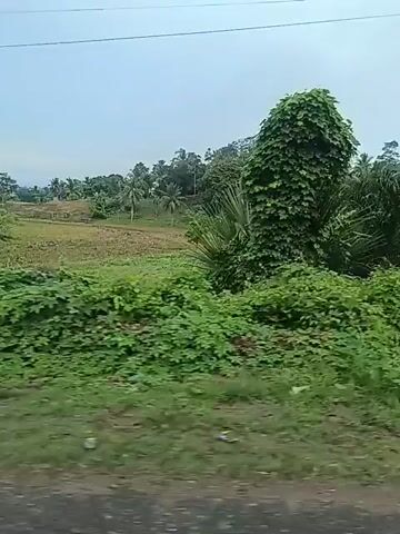 The video shows a view from a moving vehicle, likely a car, traveling alongside a rural landscape. The scenery is dominated by lush green vegetation, including tall, leafy trees, palm trees, and dense undergrowth. The sky is overcast, suggesting a cloudy or possibly rainy day. The vehicle appears to be on a dirt or gravel road, as evidenced by the texture of the ground in the foreground. There are no people or animals visible in the video. The overall impression is of a tropical or subtropical environment, characterized by abundant plant life and a humid atmosphere. The video captures the essence of a journey through a verdant, undeveloped area.