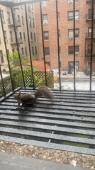 Squirrel snacks on a NYC fire escape