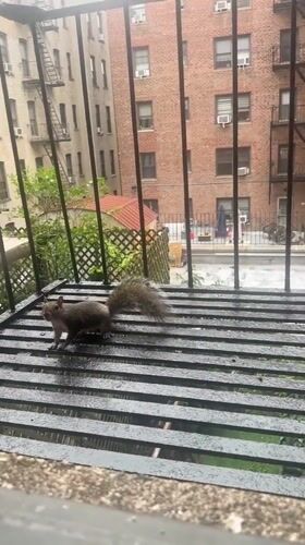Squirrel snacks on a NYC fire escape