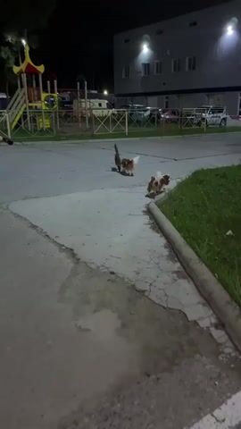 A dog is being walked on a leash by a person. The dog is brown and white and is running. Another dog, also brown and white, is running near the first dog. A third dog, dark brown, is further away and appears to be standing. In the background, there is a playground with colorful equipment and a building. Cars are parked in front of the building. The ground is paved with asphalt and concrete. It is dark outside, suggesting it is nighttime, and artificial lights illuminate the scene.