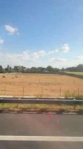 The video pans across a rural landscape under a bright blue sky with scattered white clouds. In the foreground, a metal guardrail runs horizontally across the bottom of the frame, indicating the viewpoint is from a moving vehicle. Beyond the guardrail, a dry, brown field is visible, dotted with a few scattered trees and bushes. A fence separates this field from another area where several animals, possibly sheep or alpacas, are grazing. In the distance, there are houses and farm buildings with red tile roofs, surrounded by more trees. The camera continues to move, showing more of the field, trees, and buildings, suggesting a journey through the countryside. The overall scene is peaceful and idyllic, with the sun shining and a gentle breeze rustling the foliage.
