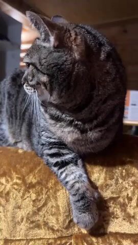 A video shows a tabby cat lying on a gold, textured surface. The cat is in a reclined position with its head turned to the side initially. It looks towards the camera briefly, then rests its head down on the gold surface. The cat has a striped pattern and white whiskers. The background is somewhat cluttered with wood, metal, and some unidentified objects.