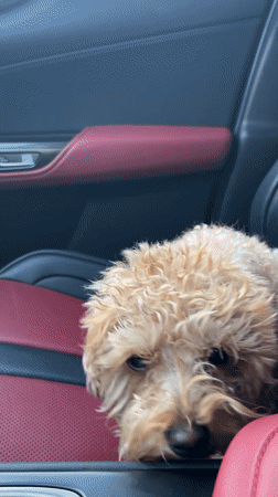 Poodle naps, ants swarm, ladybugs spotted in a Prague backyard