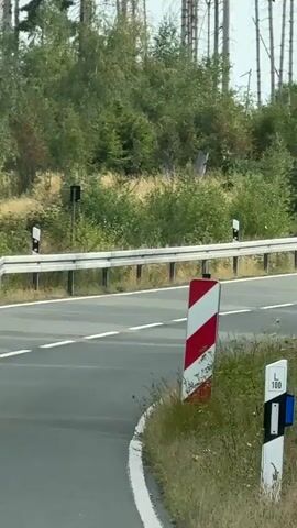 The video shows a view from a moving vehicle on a paved road. The road curves to the left and is bordered by a guardrail. On the right side of the road, there are several road markers. The area to the right of the road is covered in dry grass and some green bushes. In the background, there are many tall, bare, dead trees, as well as some green trees. The sky is overcast. The video is approximately three seconds long.