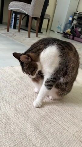 The video shows a tabby cat grooming itself on a beige rug. The cat is mostly brown and white with black stripes on its tail and legs. It is sitting on its hind legs, with its front paws tucked beneath its chest. The cat is licking its paws and face. In the background, there is a chair with a patterned seat and a wooden frame, and a corner of a white refrigerator. The setting appears to be indoors, in a well-lit room, possibly a living room. There is no visible text in the media file. The time of day and weather are not discernible. The emotion conveyed is one of calm and domesticity, as the cat is engaged in its natural grooming behavior.