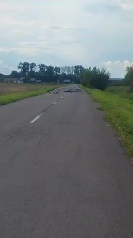A flock of black birds is gathered on an asphalt road. The road is cracked and appears to be in disrepair. There are white lines painted on the road, indicating lanes. The area surrounding the road is grassy and green, with trees and some buildings visible in the distance. The sky is cloudy. The birds are spread out across the road, with some closer to the center and others nearer the edges.