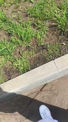 A first-person perspective video shows a person walking on a dirt path next to a concrete curb and grass. The person is wearing white sneakers and white pants. A thin branch lies on the dirt path. The sun is casting shadows. The overall scene appears to be outdoors in a park or a grassy area.