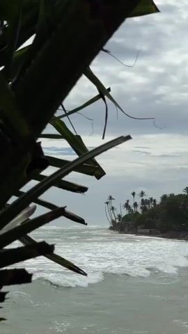 This media file captures a serene coastal scene from Ahangama, Sri Lanka. The foreground is dominated by the blurred, dark green fronds of a tropical plant, creating a natural frame for the view beyond. The camera looks out over a choppy, greyish-green ocean with white-capped waves rolling towards the shore.

In the distance, a sliver of a sandy beach is visible, lined with lush green vegetation and a cluster of tall, slender palm trees. A few buildings, possibly homes or small establishments, are nestled amongst the trees, suggesting a settlement along the coast. The sky is overcast with a heavy layer of grey clouds, indicating potentially cloudy or rainy weather, though the light suggests it is daytime, likely mid-morning or afternoon given the diffused sunlight.

There are no people or specific objects clearly discernible in the frame, emphasizing the natural beauty of the location. The overall mood is one of tranquil isolation and the raw power of the ocean. The focus is on the landscape, with the foreground foliage adding a sense of depth and mystery to the composition. The texture of the water and the patterns of the clouds are notable details. No text is visible in the media.