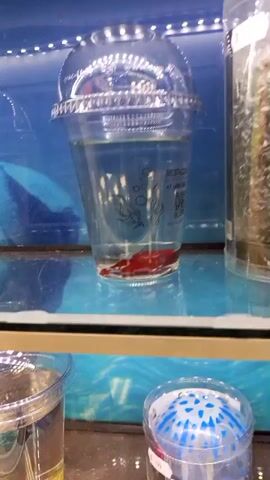 The video shows a small black fish swimming in a clear plastic cup with a dome lid. The cup sits on a shelf beneath other cups, some containing red shrimp. The water in the cup appears slightly yellow, and there's some sediment at the bottom. The background is a blue display with a wavy pattern.