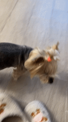 Woman and Yorkshire Terrier captured in domestic Sofia afternoon