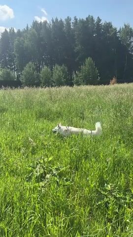 A white dog is walking through a field of tall green grass. The sun is shining, and there are trees in the background. The dog is moving from left to right across the frame. The dog's tail is raised and wagging.