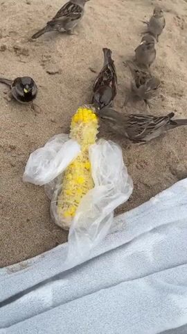 A group of small birds are gathered on a sandy surface around a cob of corn that is wrapped in a translucent plastic bag. The corn appears to be cooked and partially eaten. The birds are pecking at the kernels of corn. The scene is viewed from above.