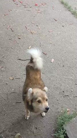 A medium-sized dog with tan and brown fur is standing on a paved surface. Its tail is curled upwards and appears fluffy. The dog is looking towards the camera with its mouth slightly open. The ground is covered with leaves and some small debris. There is a patch of green foliage to the right of the dog. The video is shot from a slightly elevated perspective, looking down at the dog.