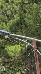 Squirrel spotted on power lines in Da Lat morning
