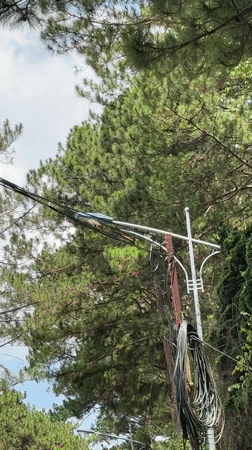 Squirrel spotted on power lines in Da Lat morning
