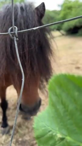 A close-up shot shows a small brown horse with a shaggy mane being fed a green leaf by a person whose hand is visible at the bottom of the frame. The horse is behind a wire fence, with another horse's head visible on the right side of the frame. The background is blurry and appears to be a grassy area with trees. The horse is chewing on the leaf, and its mouth is open. The video is shot from a low angle, looking up at the horses.