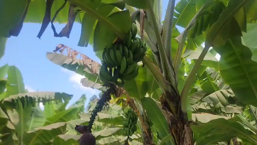 The video shows a banana plantation. The camera pans across rows of banana trees, showing green banana bunches growing on some of the trees. The leaves are lush and green, and the trees are densely packed together. The trunks are brown and textured. In the background, there's a glimpse of a clear blue sky. The ground between the trees is covered with green vegetation.
